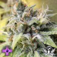 Gage Green Seeds White Buzz